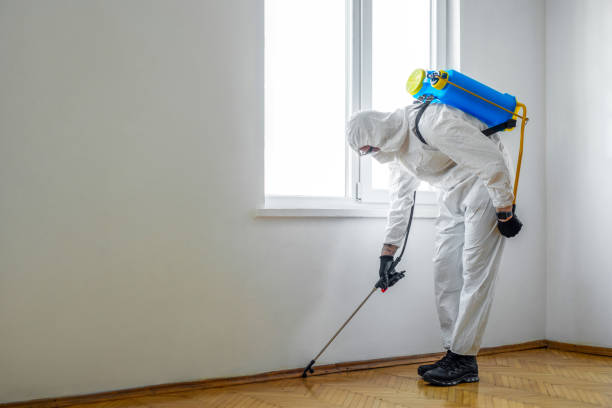 Best Local Pest Control Services  in Ashdown, AR