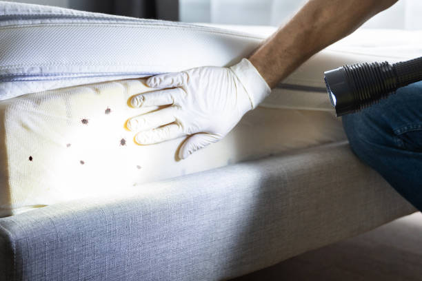 Best Best Pest Control Near Me  in Ashdown, AR