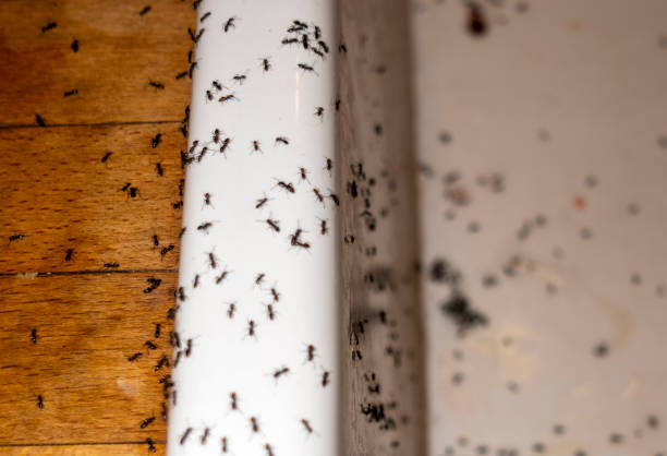 Best Wildlife Control Services  in Ashdown, AR