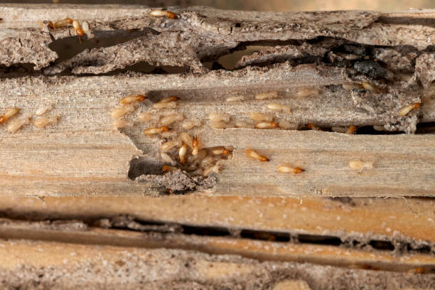 Best Pest Control for Businesses  in Ashdown, AR
