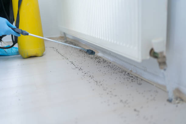 Best Pest Removal Services  in Ashdown, AR