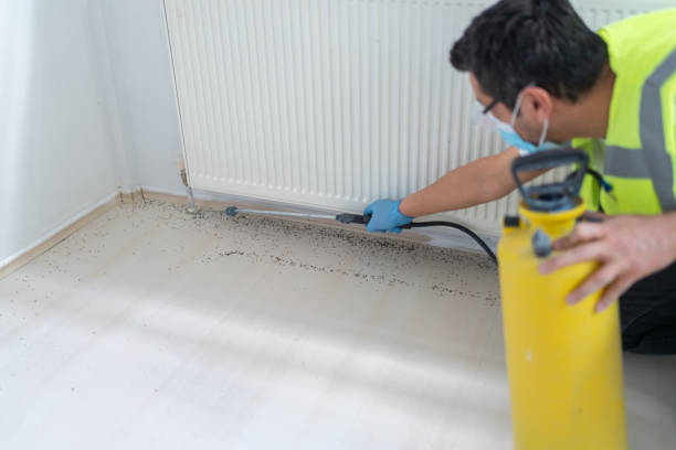 Best Bed Bug Extermination  in Ashdown, AR