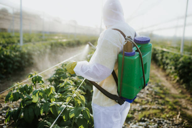 Best Affordable Pest Control Services  in Ashdown, AR